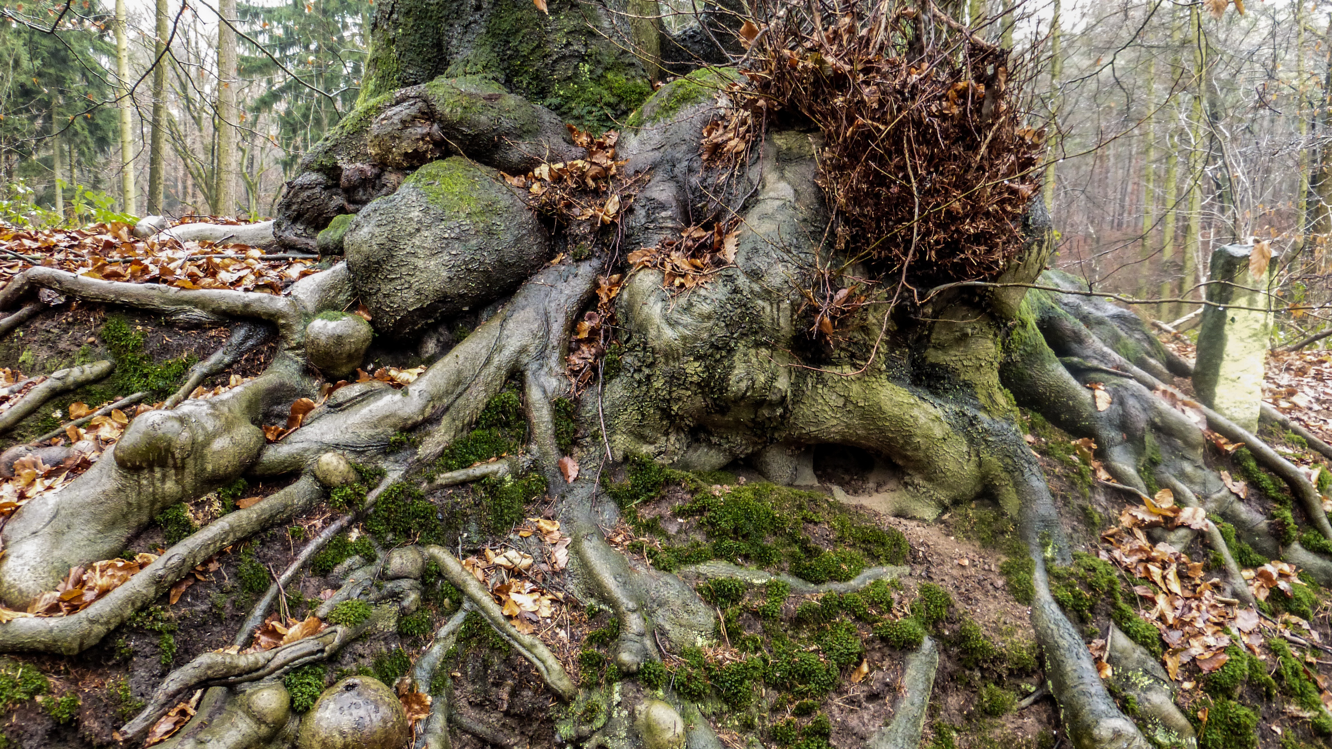 Close view of a mature tree with exposed roots in a forest